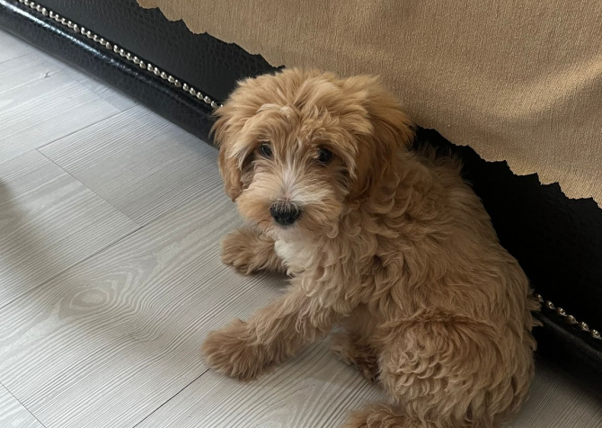 5 AYLIK MALTIPOO ( EĞİTİMLİ)